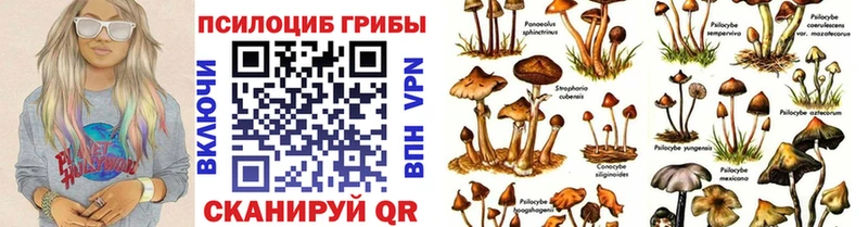 Псилоцибиновые грибы Cubensis  купить наркотик  Кочубеевское 